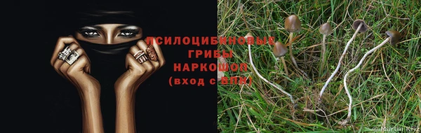 шишки Белокуриха